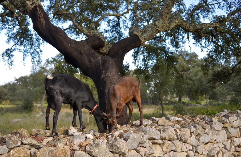 Quinta Dos Tesouros Villa São Brás de Alportel Kültér fotó